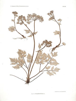 Item #11527 Chaerophyllum hirsutum. Constantin Freiherr Von ETTINGSHAUSEN, Alois POKORNY