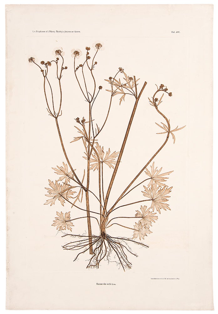 Item #11562 Ranunculus acris. Constantin Freiherr Von ETTINGSHAUSEN, Alois POKORNY.