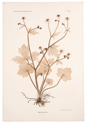 Item #11564 Ranunculus lanuginosus. Constantin Freiherr Von ETTINGSHAUSEN, Alois POKORNY