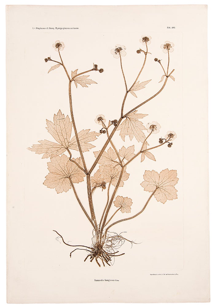 Item #11564 Ranunculus lanuginosus. Constantin Freiherr Von ETTINGSHAUSEN, Alois POKORNY.