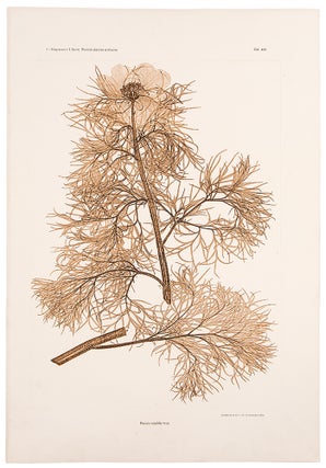 Item #11577 Paeonia tenuifolia. Constantin Freiherr Von ETTINGSHAUSEN, Alois POKORNY