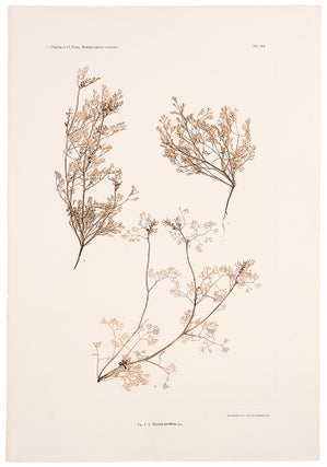 Item #11583 Fumaria parviflora. Constantin Freiherr Von ETTINGSHAUSEN, Alois POKORNY