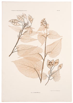 Item #11592 Lunaria rediviva. Constantin Freiherr Von ETTINGSHAUSEN, Alois POKORNY
