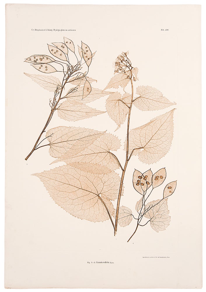 Item #11592 Lunaria rediviva. Constantin Freiherr Von ETTINGSHAUSEN, Alois POKORNY.