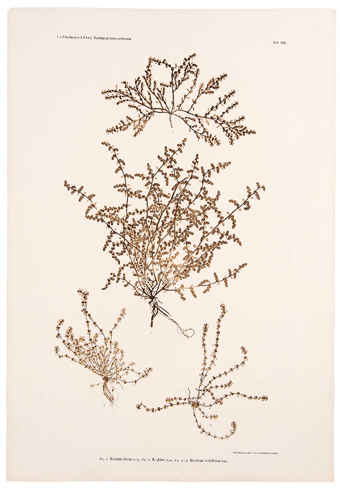 Item #11648 Herniaria hirsuta; H. glabra; Illecebrum verticillatum. Constantin Freiherr Von ETTINGSHAUSEN, Alois POKORNY.