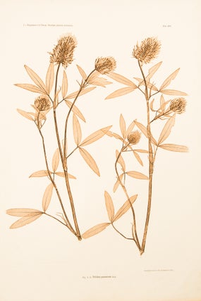 Item #11777 Trifolium pannonicum. Constantin Freiherr Von ETTINGSHAUSEN, Alois POKORNY