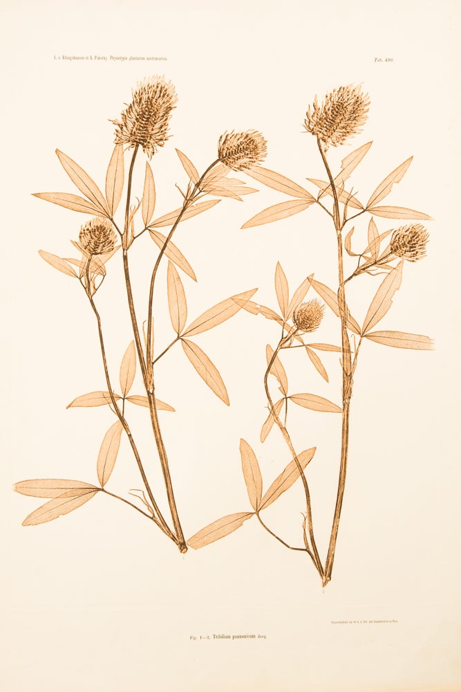 Item #11777 Trifolium pannonicum. Constantin Freiherr Von ETTINGSHAUSEN, Alois POKORNY.