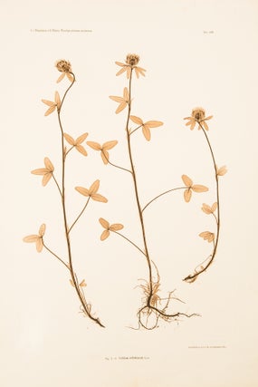 Item #11779 Trifolium ochroleucum. Constantin Freiherr Von ETTINGSHAUSEN, Alois POKORNY