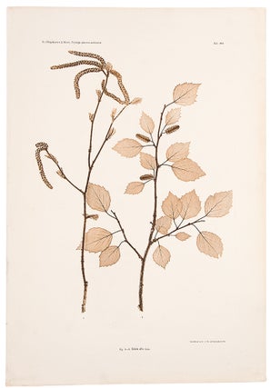 Item #11865 Betula alba. Constantin Freiherr Von ETTINGSHAUSEN, Alois POKORNY