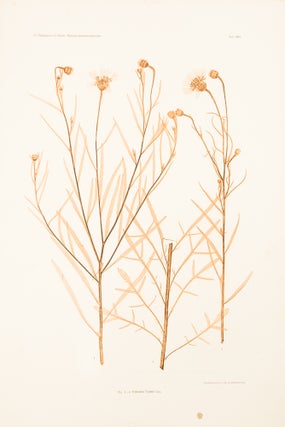 Item #11927 Centaurea Cyanus. Constantin Freiherr Von ETTINGSHAUSEN, Alois POKORNY