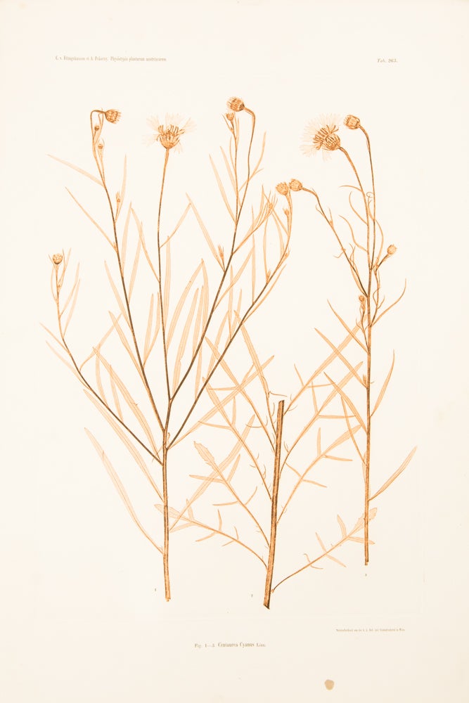 Item #11927 Centaurea Cyanus. Constantin Freiherr Von ETTINGSHAUSEN, Alois POKORNY.