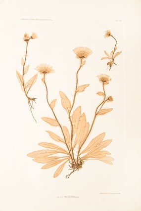 Item #11942 Hieracium villosum. Constantin Freiherr Von ETTINGSHAUSEN, Alois POKORNY