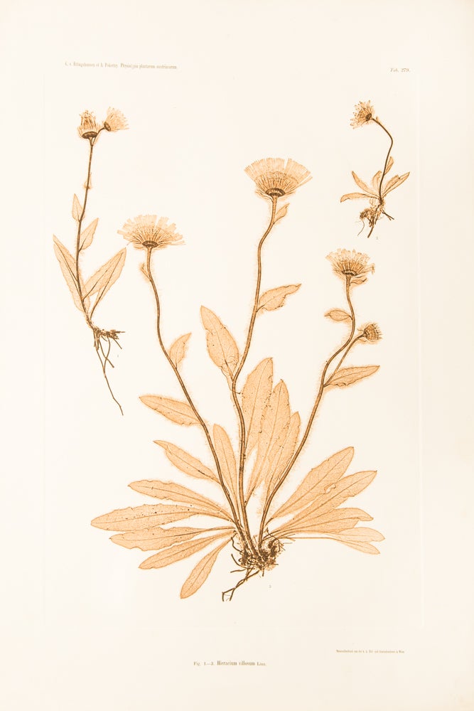 Item #11942 Hieracium villosum. Constantin Freiherr Von ETTINGSHAUSEN, Alois POKORNY.