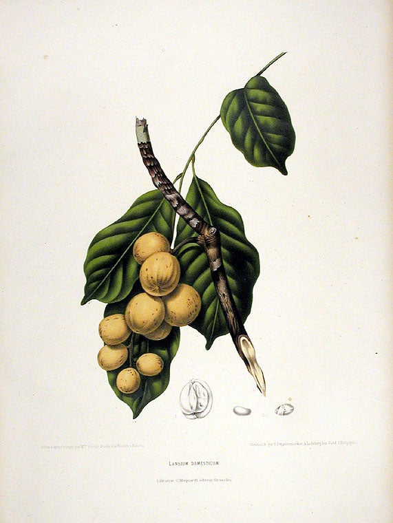 Item #12543 Lansium Domesticum [Langsat or Duku]. After Berthe HOOLA VAN NOOTEN, 1840 -1885.