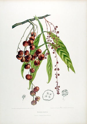 Item #12547 Otophora Alata [lunan nut]. After Berthe HOOLA VAN NOOTEN, 1840 -1885