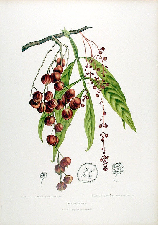 Item #12547 Otophora Alata [lunan nut]. After Berthe HOOLA VAN NOOTEN, 1840 -1885.
