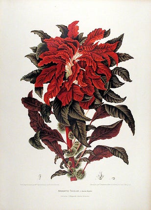 Item #12548 Amarantus Tricolor [Variegated Amaranth]. After Berthe HOOLA VAN NOOTEN, 1840 -1885