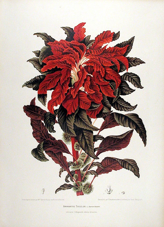 Item #12548 Amarantus Tricolor [Variegated Amaranth]. After Berthe HOOLA VAN NOOTEN, 1840 -1885.