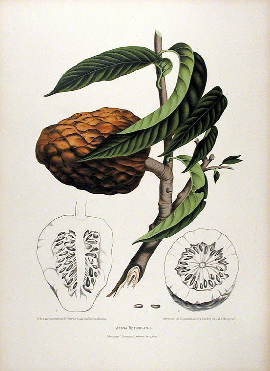 Item #12554 Anona Reticulata [Custard Apple]. After Berthe HOOLA VAN NOOTEN, 1840 -1885.