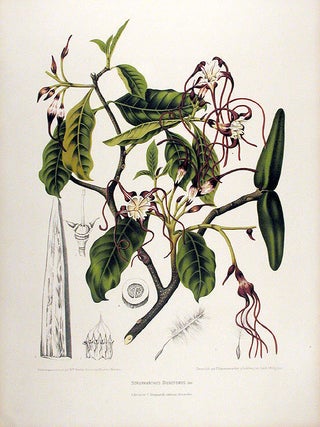 Item #12561 Strophanthus Dichotomus [Kombe]. After Berthe HOOLA VAN NOOTEN