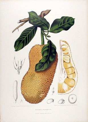 Item #12563 Artocarpus Polyphema [Chempedak]. After Berthe HOOLA VAN NOOTEN, 1840 -1885