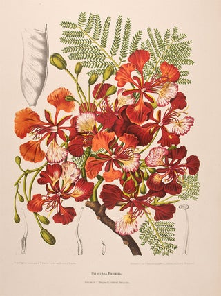 Item #12573 Poinciana Regia [Royal Poinciana]. After Berthe HOOLA VAN NOOTEN