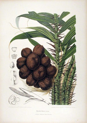 Item #12574 Zalacca Edulis [Salak Palm]. After Berthe HOOLA VAN NOOTEN, 1840 -1885
