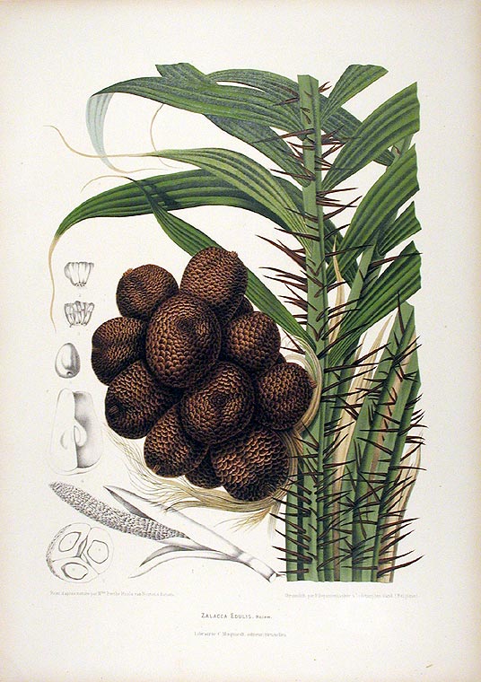 Item #12574 Zalacca Edulis [Salak Palm]. After Berthe HOOLA VAN NOOTEN, 1840 -1885.