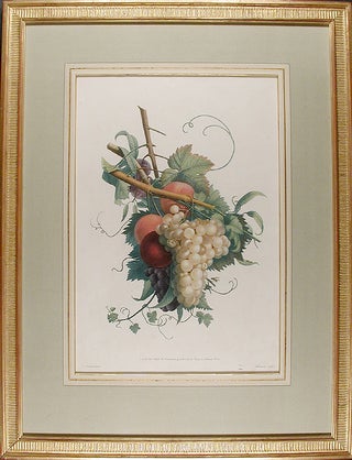 Item #12655 Study of Grapes, Peaches and Plums]. active