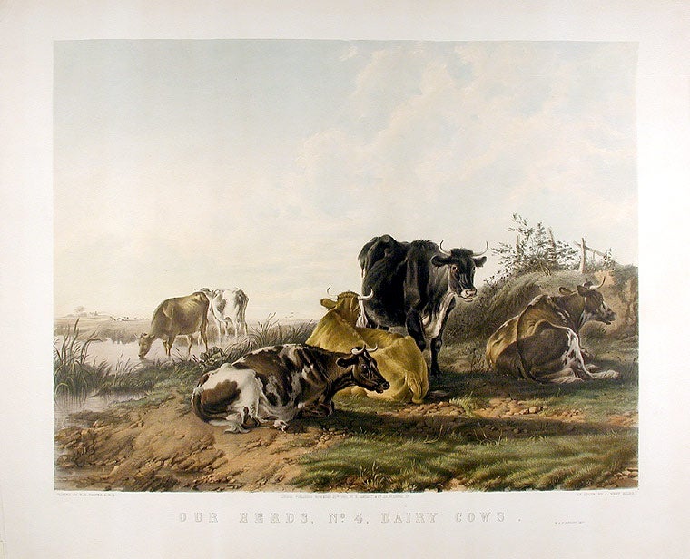 Item #12705 Our Herds, No. 4, Dairy Cow. Thomas Sidney COOPER, J. West GILES, lithographer.