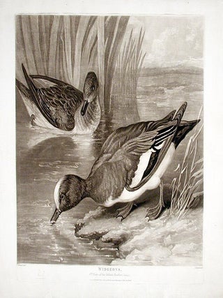 Item #12832 Widgeons. James BARENGER, Charles TURNER