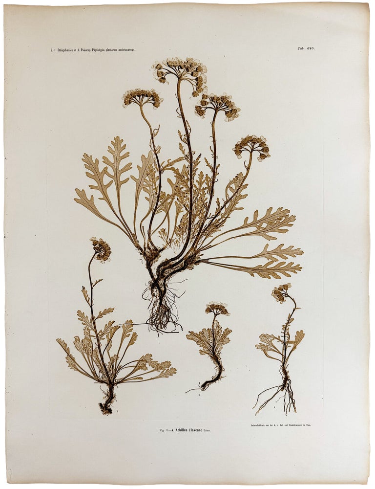Item #13022 Achillea Clavenae. Constantin Freiherr Von ETTINGSHAUSEN, Alois POKORNY.