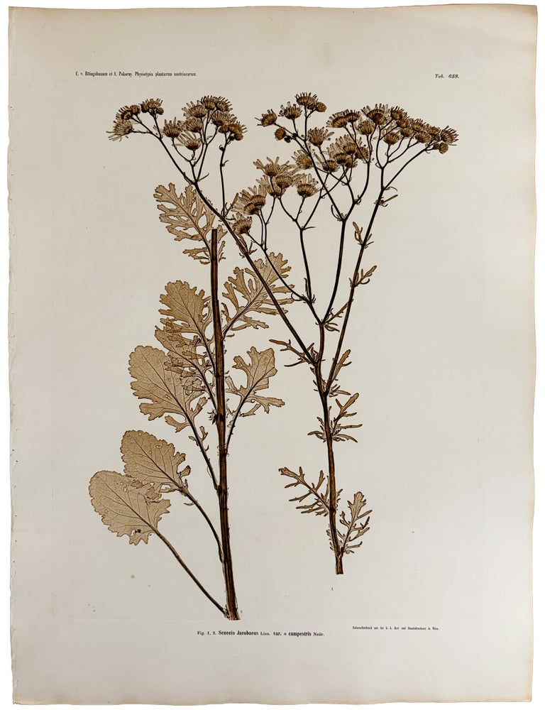 Item #13036 Senecio Jacobaeus var. campestris. Constantin Freiherr Von ETTINGSHAUSEN, Alois POKORNY.