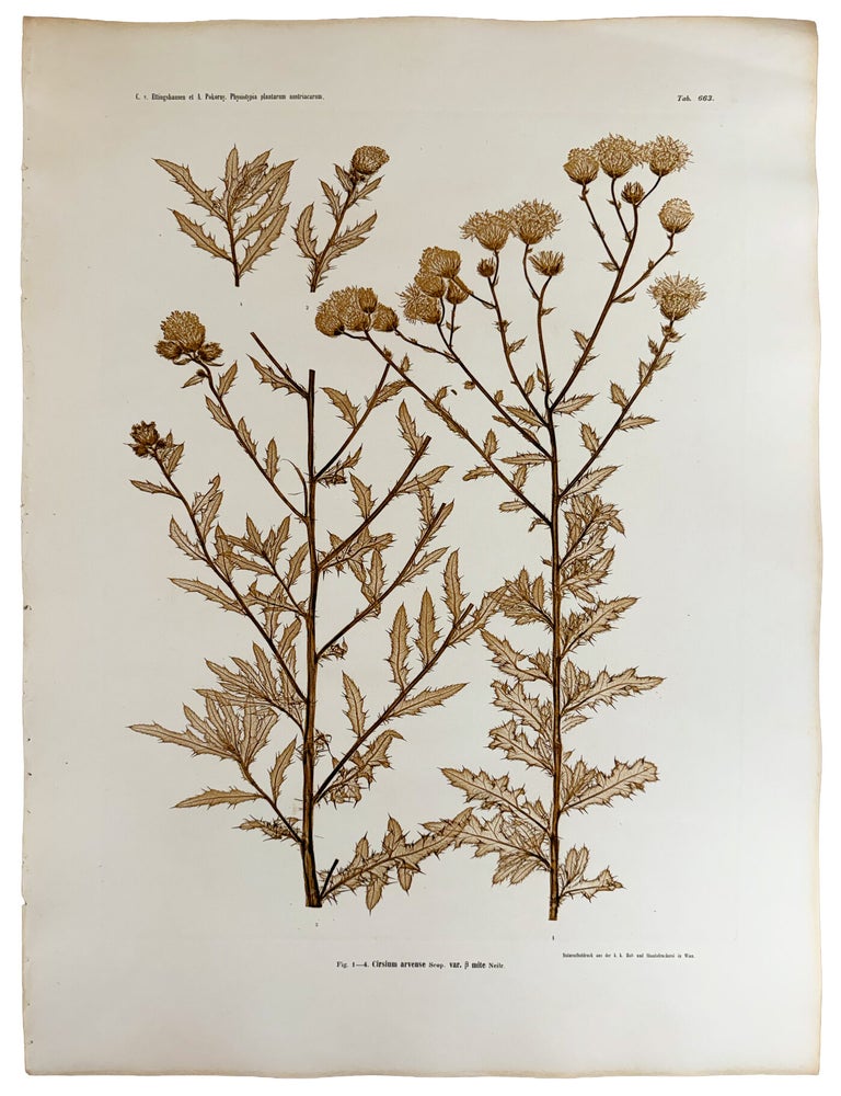 Item #13041 Cirsium arvense var. &szlig; mite. Constantin Freiherr Von ETTINGSHAUSEN, Alois POKORNY.