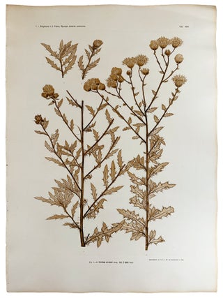 Item #13041 Cirsium arvense var. &szlig; mite. Constantin Freiherr Von ETTINGSHAUSEN, Alois POKORNY