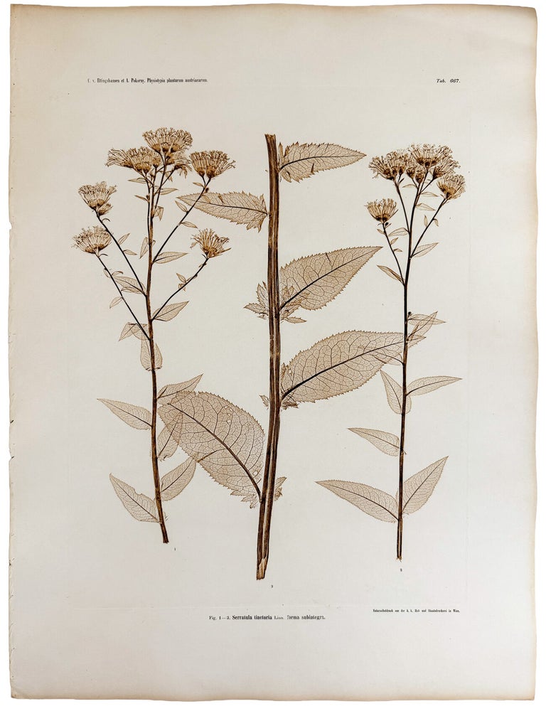 Item #13045 Serratula tinctoria forma subintegra. Constantin Freiherr Von ETTINGSHAUSEN, Alois POKORNY.