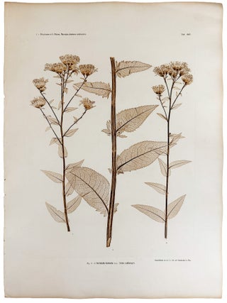 Item #13045 Serratula tinctoria forma subintegra. Constantin Freiherr Von ETTINGSHAUSEN, Alois...