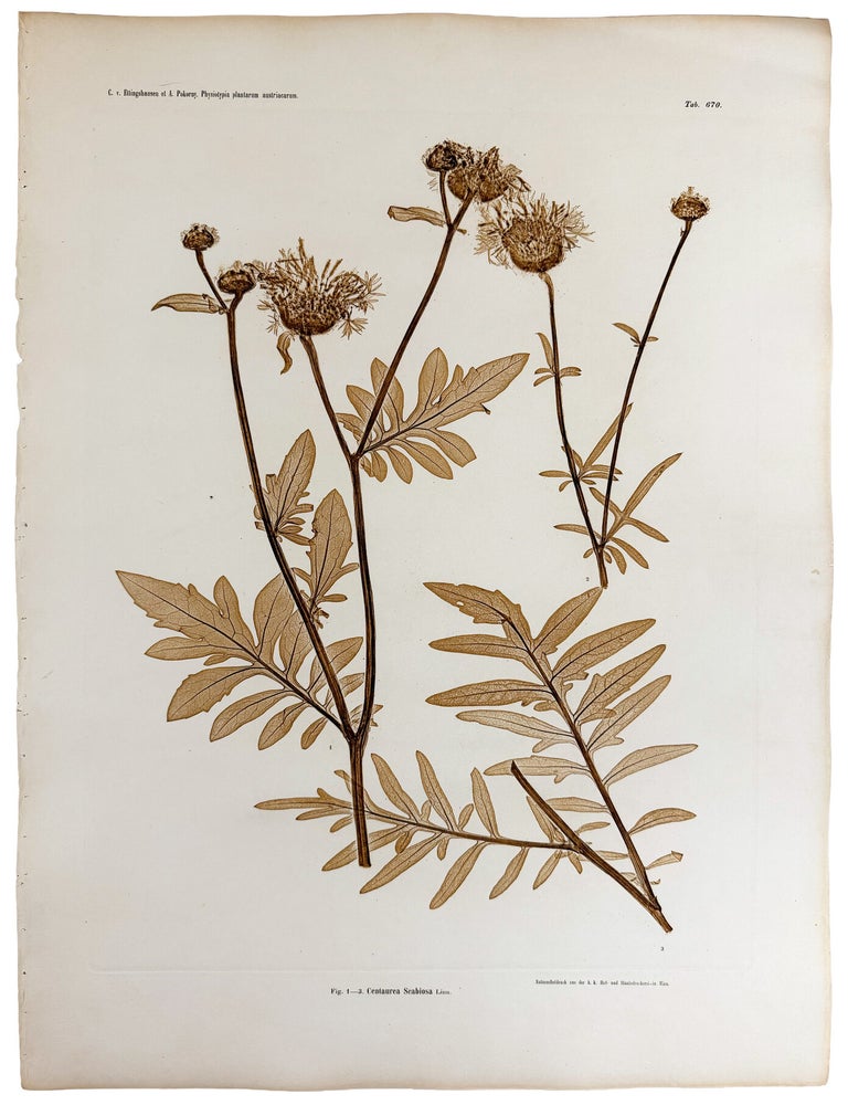 Item #13048 Centaurea Scabiosa. Constantin Freiherr Von ETTINGSHAUSEN, Alois POKORNY.