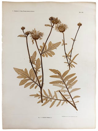 Item #13048 Centaurea Scabiosa. Constantin Freiherr Von ETTINGSHAUSEN, Alois POKORNY