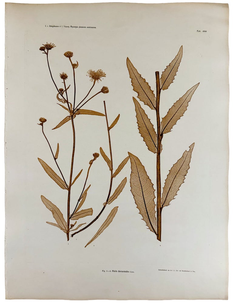 Item #13058 Pieris hieracioides. Constantin Freiherr Von ETTINGSHAUSEN, Alois POKORNY.