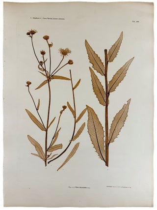 Item #13058 Pieris hieracioides. Constantin Freiherr Von ETTINGSHAUSEN, Alois POKORNY
