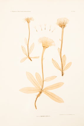 Item #13061 Hypochaeris uniflora. Constantin Freiherr Von ETTINGSHAUSEN, Alois POKORNY