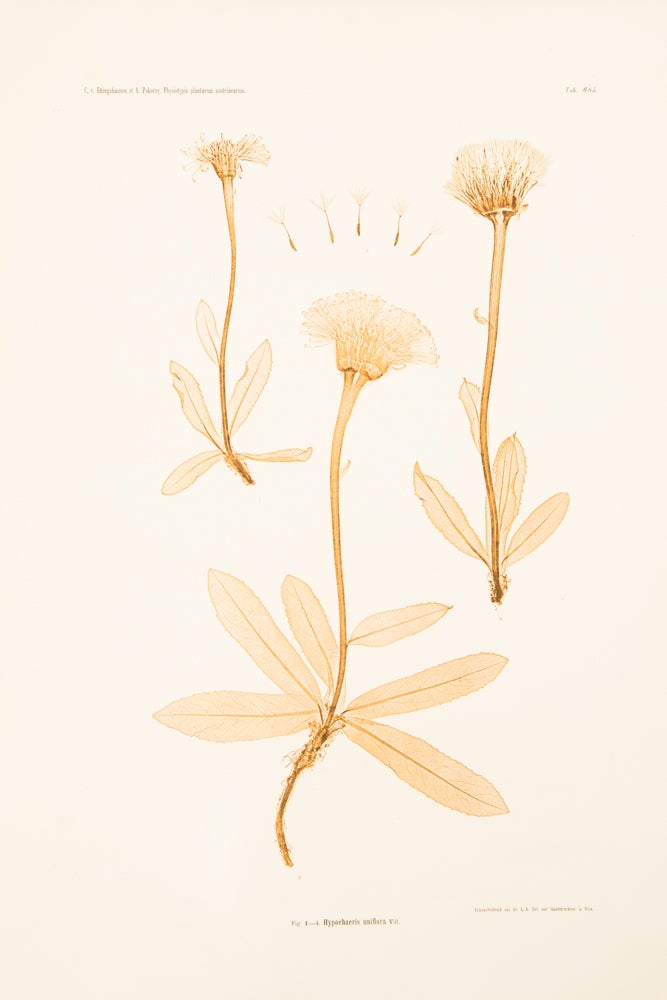 Item #13061 Hypochaeris uniflora. Constantin Freiherr Von ETTINGSHAUSEN, Alois POKORNY.