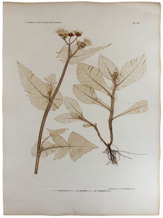 Item #13064 Sonchus oleraceus 1. var a integrifolius; 2. var. &szlig; triangularis. Constantin...
