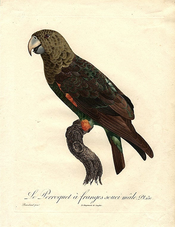 Item #13099 Red-bellied Parrot (Le Perroquet à franges souci mâle) (Poicephalus rufiventris)]. Jacques BARRABAND, 1767/.