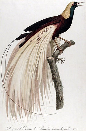 Item #13107 Le grand Oiseau de paradis, émeraude, mâle [Greater Bird of Paradise, male...