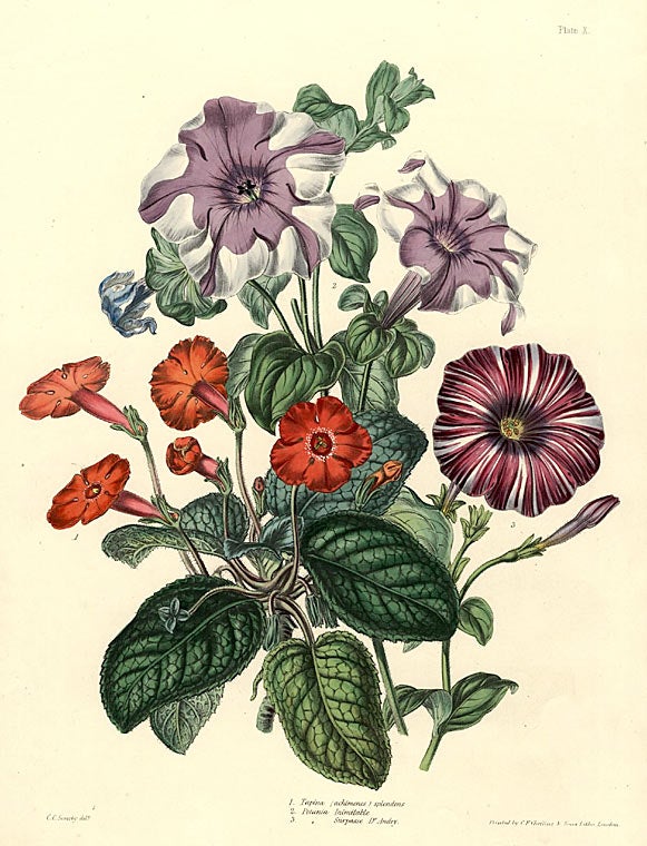 Item #13118 1. Tapina (Achimenes) splendens 2. Petunia Inimitable 3. [Petunia] Surpasse Dr. Andry [Petunias and others, flower bouquet]. Charlotte Caroline SOWERBY.