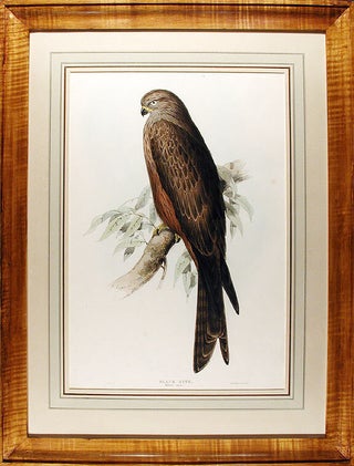 Item #13558 Black Kite. Milvus ater. Edward LEAR