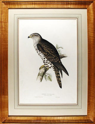 Item #13559 Honey Buzzard. Pernis apivorus. Edward LEAR