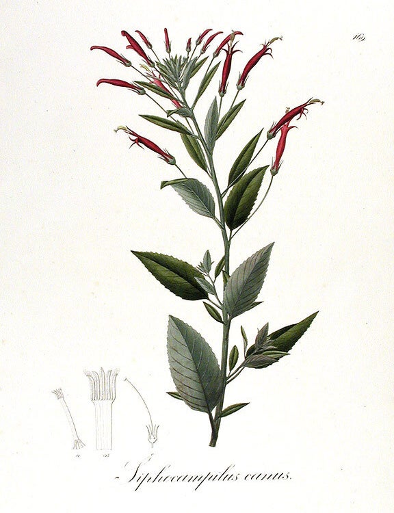 Item #13798 Siphocampilus canus. Johann Baptist Emanuel POHL.